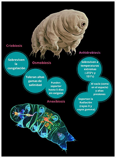 Tipos de criptobiosis